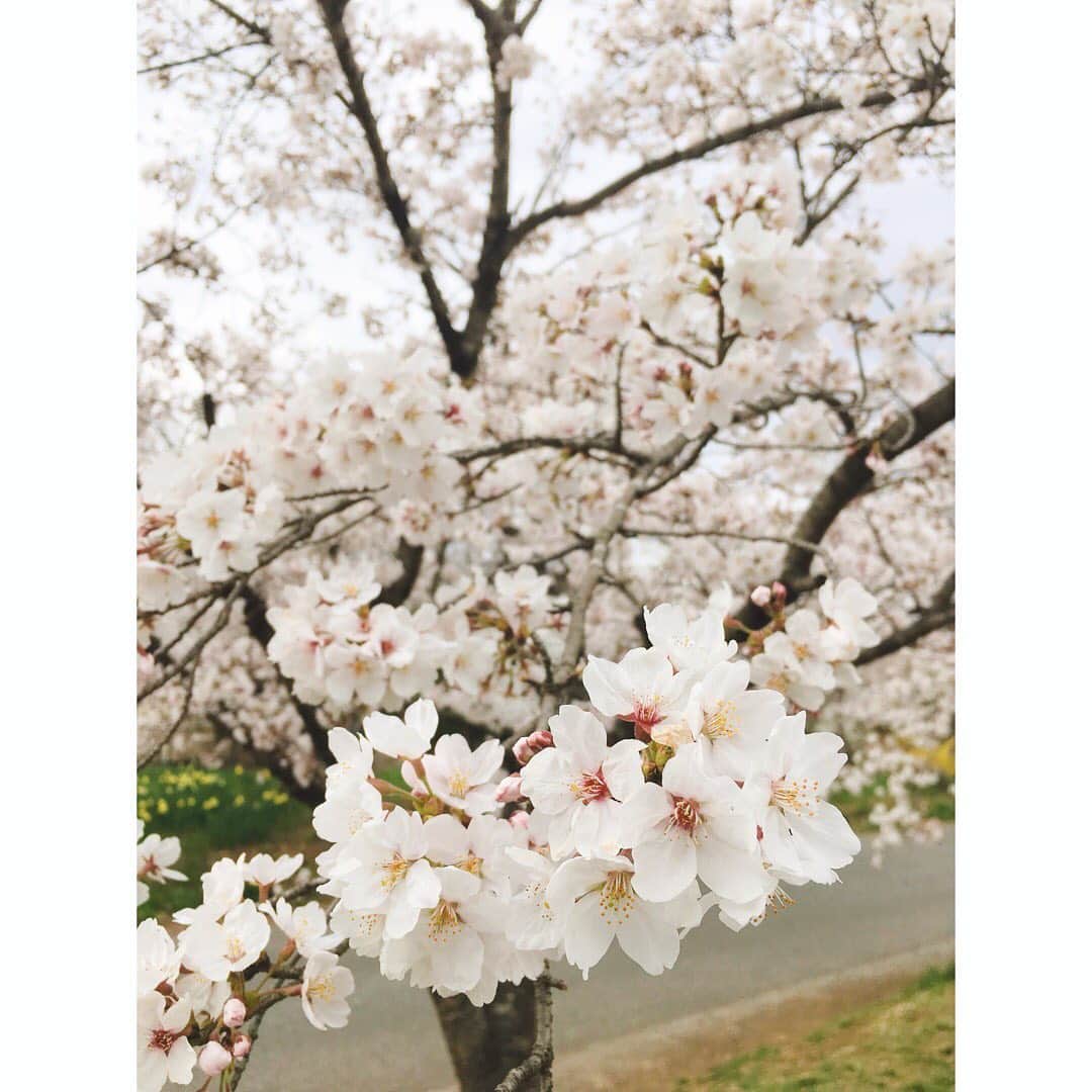 のインスタグラム：「🌸 目黒川は我慢して近所の桜😗  #桜 #🌸 #벗꽃」