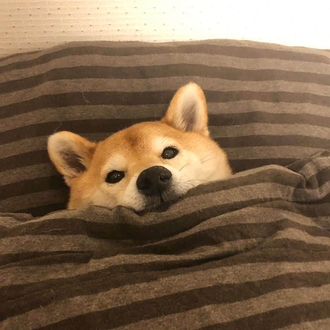 マロたんのインスタグラム：「Stay at Home. おうち大好き、お布団大好き #おうち時間  #shiba #shibainu #weeklyfluff」