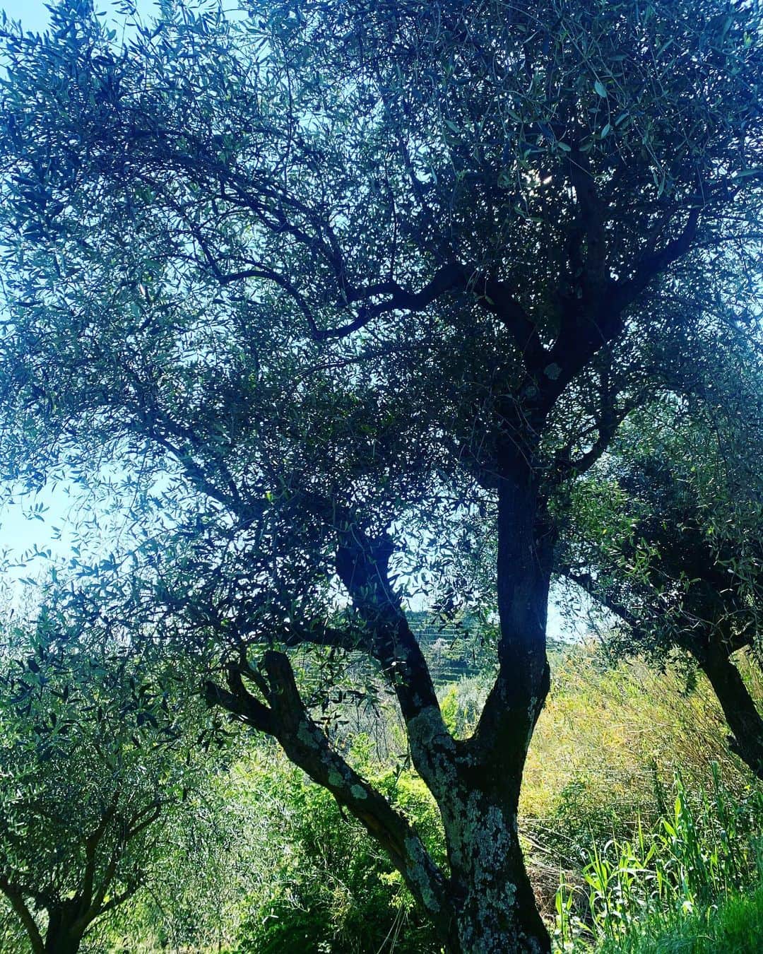 フランチェスカ・ピッチニーニのインスタグラム：「Buona Domenica delle Palme 🌴」
