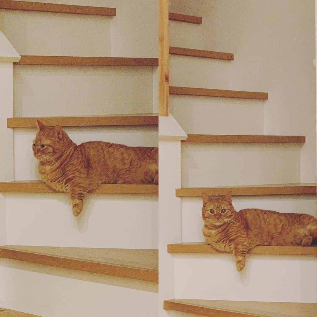 増渕竜義のインスタグラム：「一緒に外出自粛🐈 普段から出してないけど🐱  #猫#ねこ#ネコ#マンチカン#ルーさん」