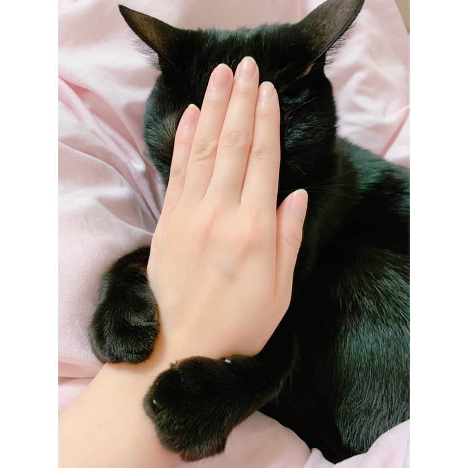 松浦雅さんのインスタグラム写真 - (松浦雅Instagram)「もっと撫でて。 .  #cat #猫 #blackcat #黒猫 #黒猫の可愛さ伝え隊 #黒猫同盟 #黒猫部 #なでなで #とにーすたぐらむ」4月5日 21時19分 - m.miyabi614