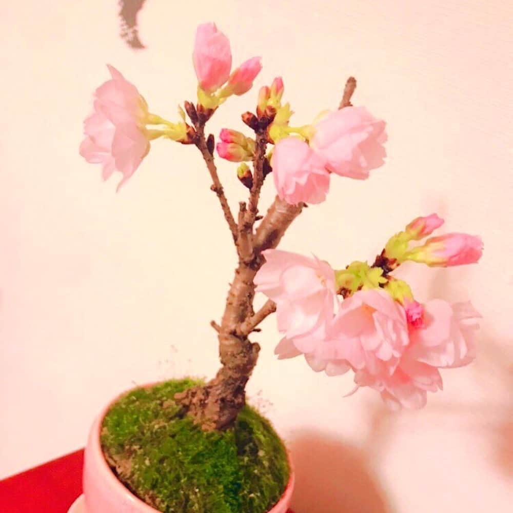 相内優香さんのインスタグラム写真 - (相内優香Instagram)「我が家の桜盆栽が満開になりました🌸  満開になったので、蕾の時期からの移り変わりをお届けします^_^  満開の桜はやはり華やかですが 蕾の時期も 甘酸っぱい可愛らしさがあります。  成長していく姿というのは どの瞬間も 美しいのでしょう。  よく頑張りました🌸  これから花が散り、葉桜になりますが引き続き見守っていきたいと思います^_^♡ #桜盆栽 #家花見」4月5日 21時29分 - yuuka_aiuchi