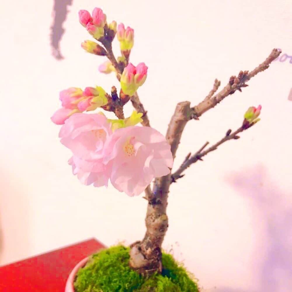 相内優香さんのインスタグラム写真 - (相内優香Instagram)「我が家の桜盆栽が満開になりました🌸  満開になったので、蕾の時期からの移り変わりをお届けします^_^  満開の桜はやはり華やかですが 蕾の時期も 甘酸っぱい可愛らしさがあります。  成長していく姿というのは どの瞬間も 美しいのでしょう。  よく頑張りました🌸  これから花が散り、葉桜になりますが引き続き見守っていきたいと思います^_^♡ #桜盆栽 #家花見」4月5日 21時29分 - yuuka_aiuchi