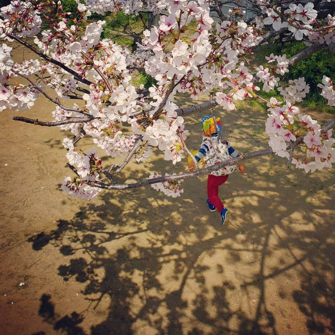 市川笑野さんのインスタグラム写真 - (市川笑野Instagram)「こんなに美しい春なのに…。 家族の時間が出来たのは嬉しいが、先の不安は否めない…。 #桜 #新型コロナ #家族の時間 #japan」4月5日 21時30分 - emino.i