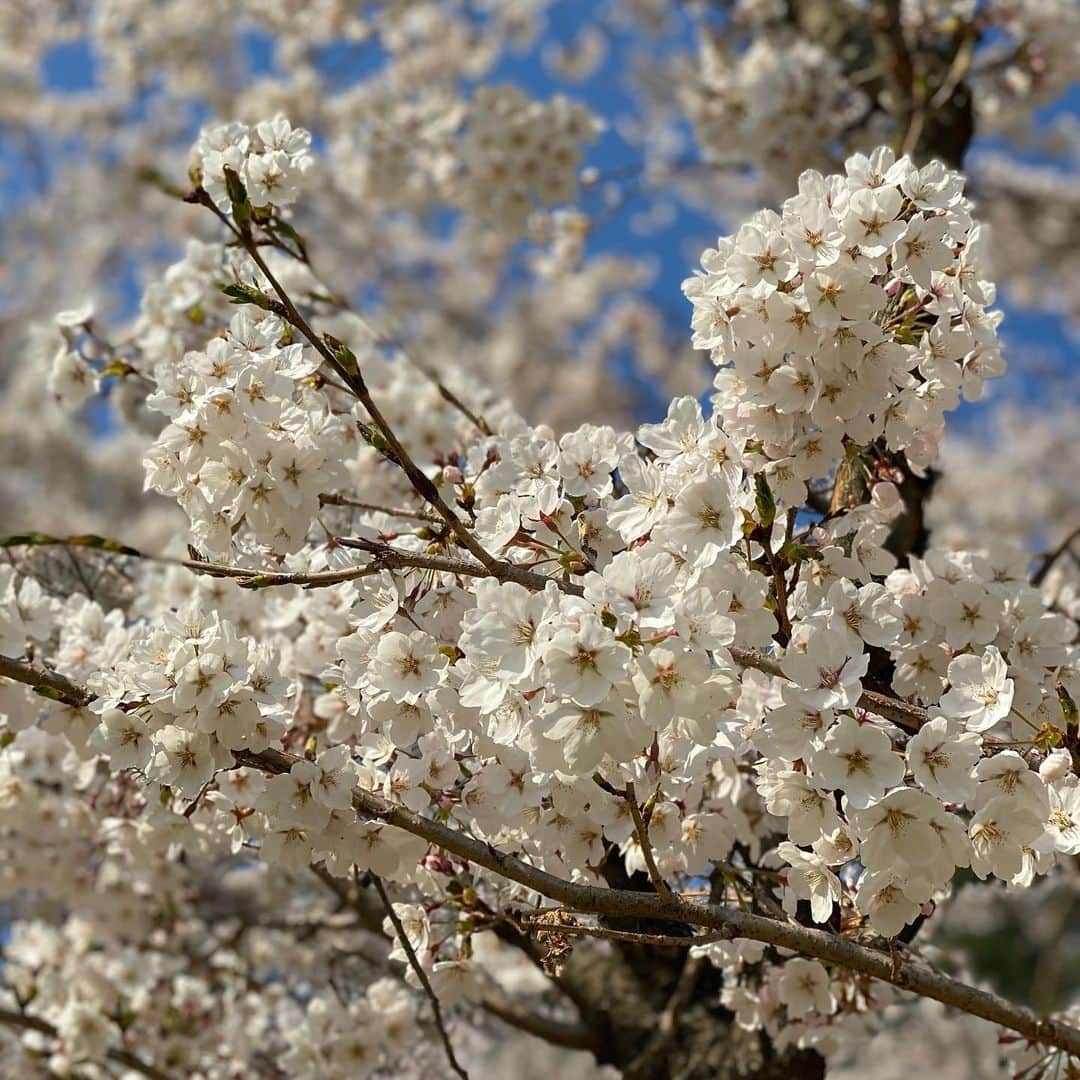 BoAのインスタグラム：「항상 이렇게.. 아름답게..🌸」