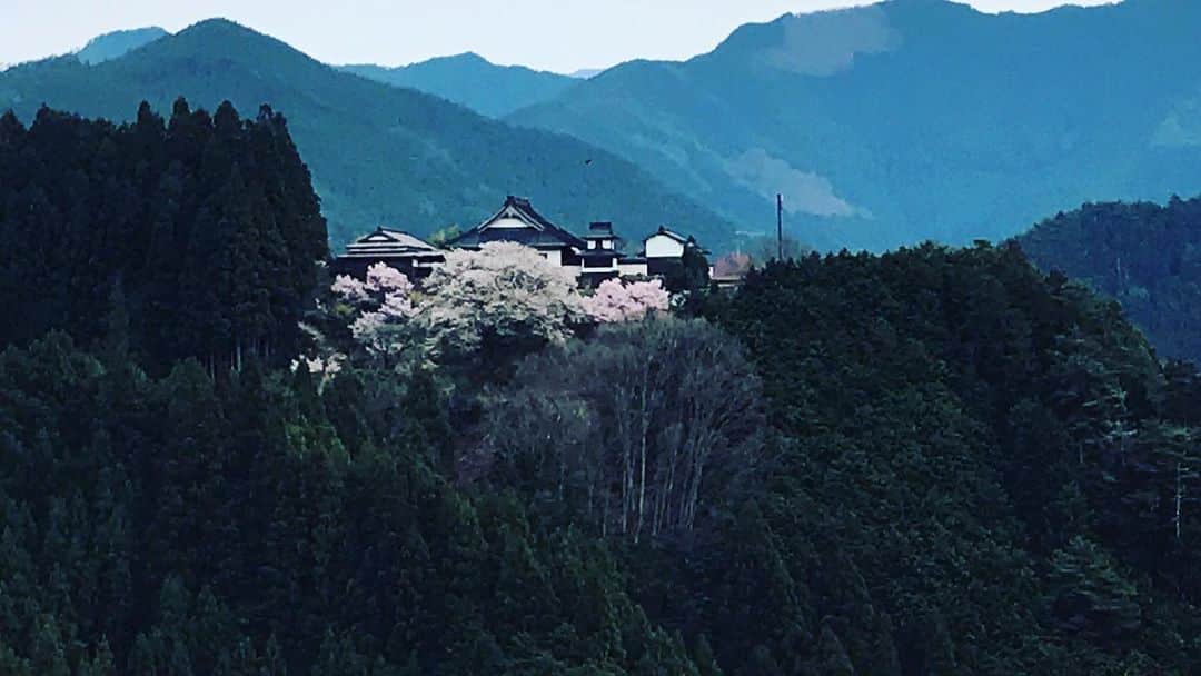 のインスタグラム：「萌桜祭り 今年はコロナウィルスの影響により中止いたしました…が、お寺の山桜は満開！終息を願って咲き誇っています。  世界中の人々が、ただ笑顔で逢えるだけで心から良かったと想える日を心待ちに。  The Annual event “Moe Sakura Festival”. We were canceled this year's event, because of Coronavirus.  However, there are full bloom of Cherry blossoms. They hope it will be settled down soon.  We hope we are waiting for the day which everyone meets as smiling each other in the whole world.  #西吉野 #萌の朱雀 #5年目の春 #west #yoshino #nara  #cherryblossom  #spring #suzaku」