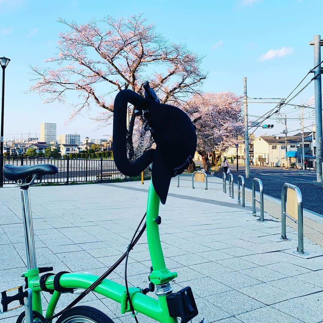 LITTLEのインスタグラム：「八王子の桜。来年の春は絶対超大袈裟に楽しくする！したい！　#八王子 #八王子少年 #春よ来い」