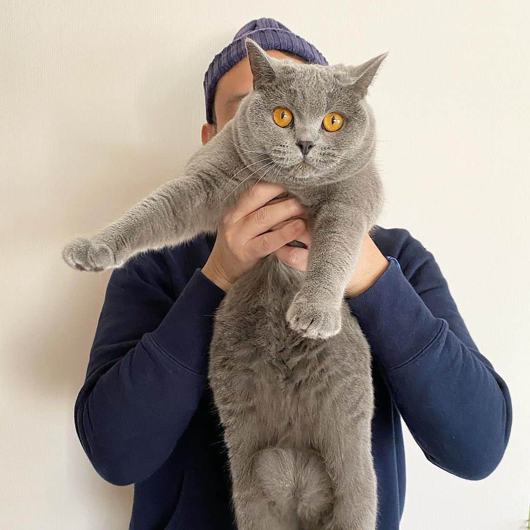 のインスタグラム：「☺︎ 外出自粛でぐりちゃんとお家遊び . #britishshorthair  #ブリティッシュショートヘア . #loopwheeler #ループウィラー」