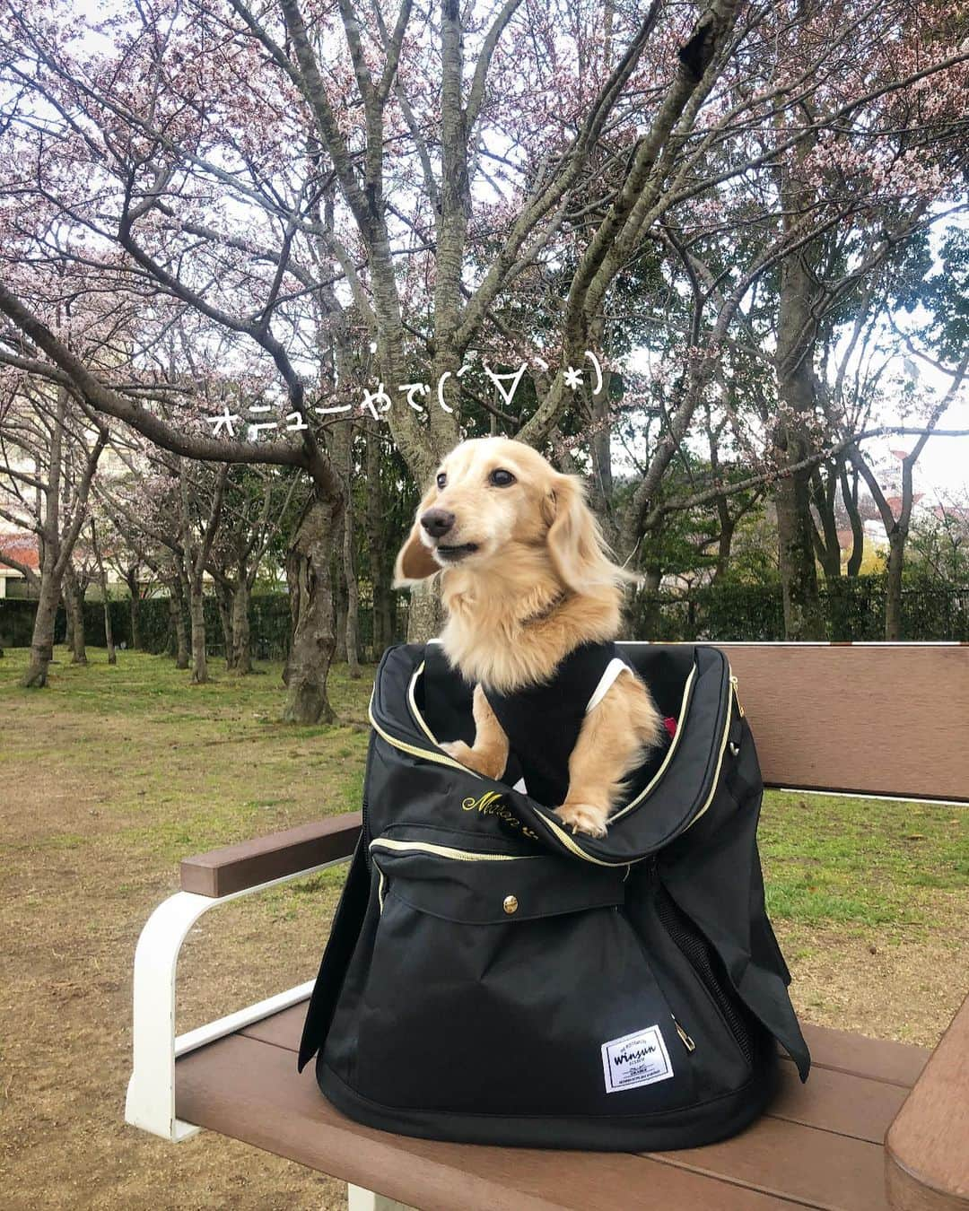 チズさんのインスタグラム写真 - (チズInstagram)「世界にひとつ✨の名入りmybag🎒 たくさんお出かけしょう~🐶💖 @winsun.japan  作りもしっかりしていて肩も痛くなりにくい🙆‍♀️ しっかり頑丈！安定感あるある🔰 万が一の災害時⚠️にもオススメ💡 #花見#5分咲き#🌸 #winsun #ウインサン #おでかけリュック #名前入り #オーダーメイド #Mダックス#ダックス#ミニチュアダックス #親父犬#シニア犬#ミニチュアダックスフンド #ミニチュアダックスクリーム#短足部 #短足犬#カニンヘンダックス #ダックス14歳#カニンヘンダックスフンド#犬は家族#犬のいる生活#インスタでわんこみるのが日課 ♡♡」4月6日 3時25分 - sqi.chizu