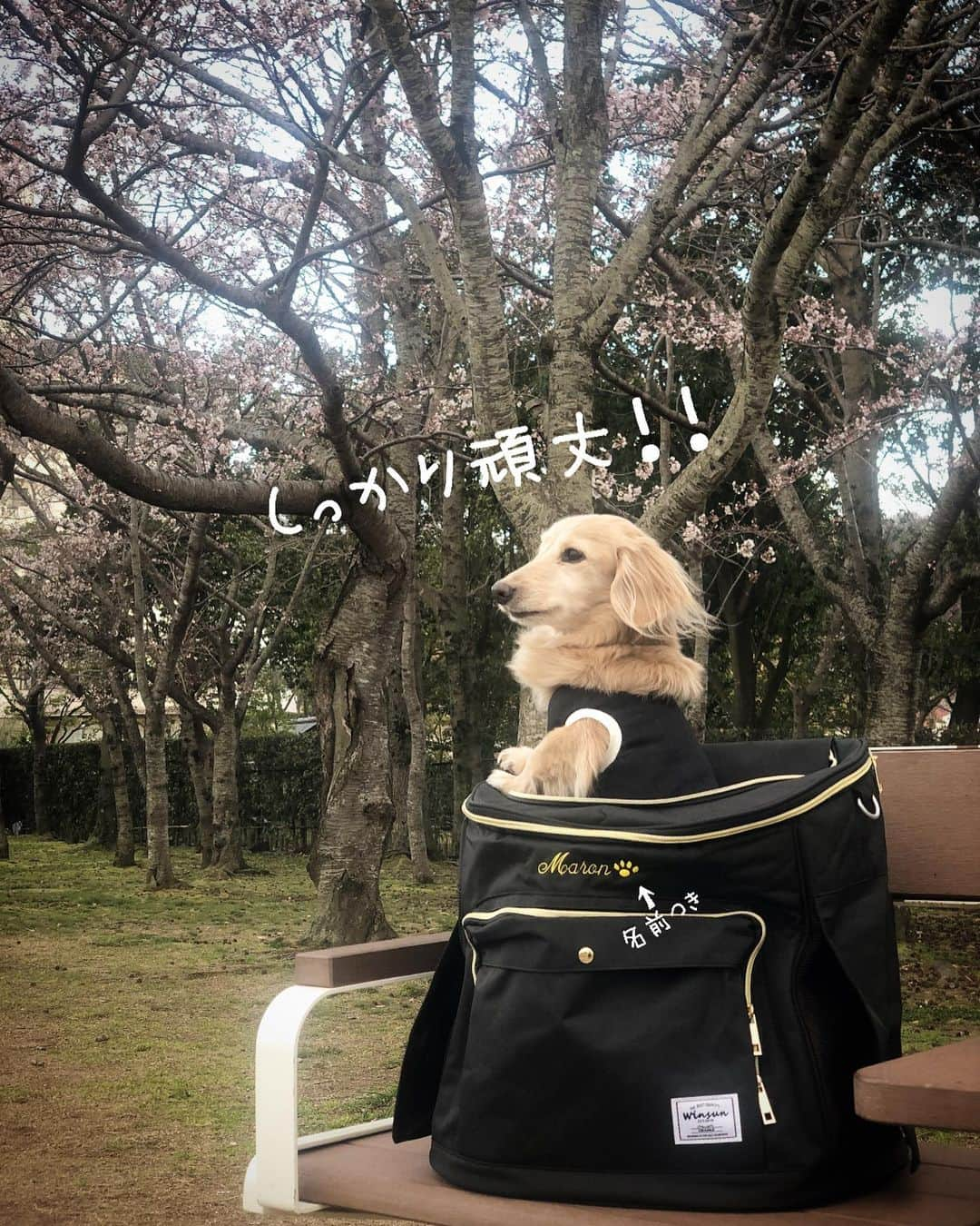 チズさんのインスタグラム写真 - (チズInstagram)「世界にひとつ✨の名入りmybag🎒 たくさんお出かけしょう~🐶💖 @winsun.japan  作りもしっかりしていて肩も痛くなりにくい🙆‍♀️ しっかり頑丈！安定感あるある🔰 万が一の災害時⚠️にもオススメ💡 #花見#5分咲き#🌸 #winsun #ウインサン #おでかけリュック #名前入り #オーダーメイド #Mダックス#ダックス#ミニチュアダックス #親父犬#シニア犬#ミニチュアダックスフンド #ミニチュアダックスクリーム#短足部 #短足犬#カニンヘンダックス #ダックス14歳#カニンヘンダックスフンド#犬は家族#犬のいる生活#インスタでわんこみるのが日課 ♡♡」4月6日 3時25分 - sqi.chizu