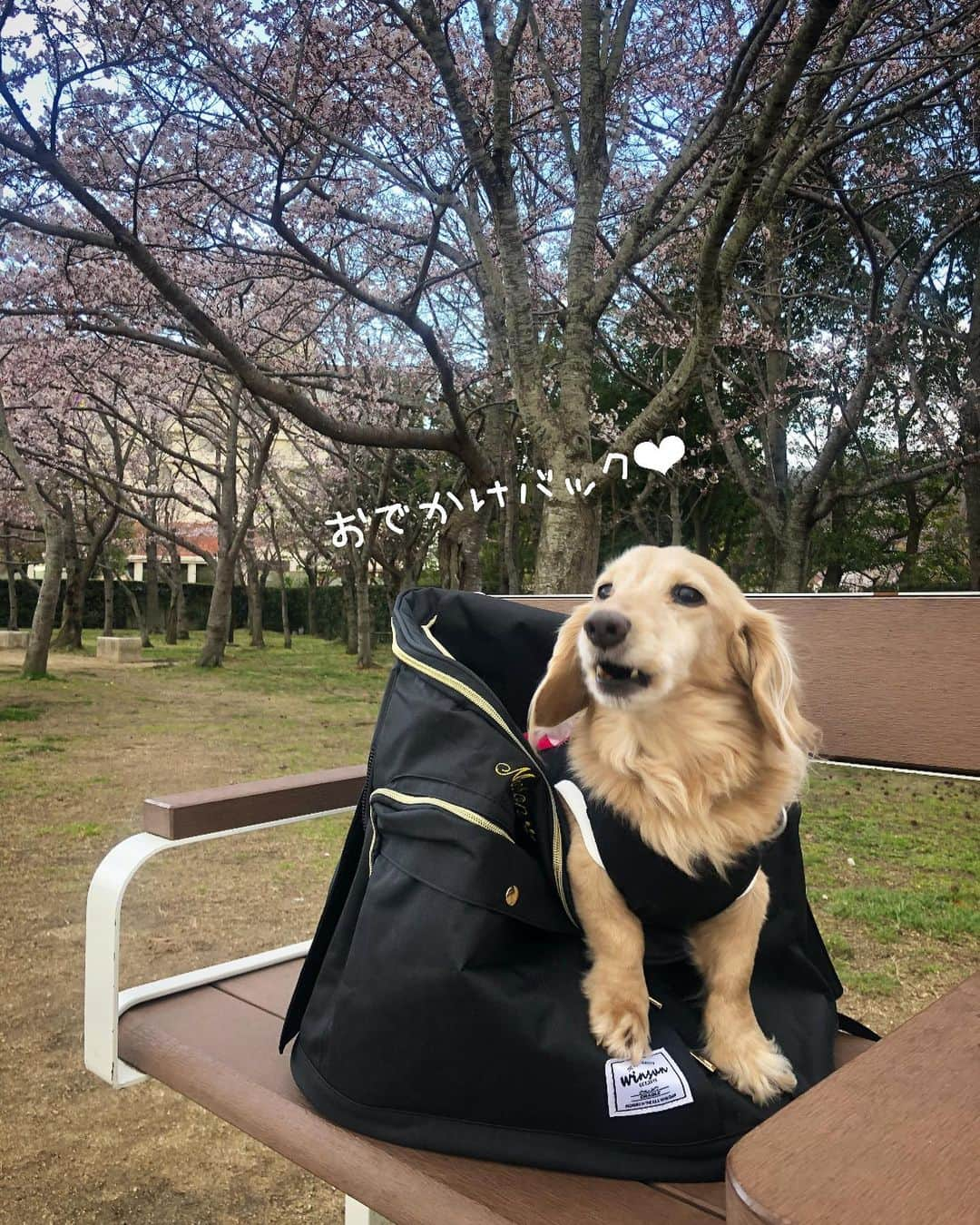 チズさんのインスタグラム写真 - (チズInstagram)「世界にひとつ✨の名入りmybag🎒 たくさんお出かけしょう~🐶💖 @winsun.japan  作りもしっかりしていて肩も痛くなりにくい🙆‍♀️ しっかり頑丈！安定感あるある🔰 万が一の災害時⚠️にもオススメ💡 #花見#5分咲き#🌸 #winsun #ウインサン #おでかけリュック #名前入り #オーダーメイド #Mダックス#ダックス#ミニチュアダックス #親父犬#シニア犬#ミニチュアダックスフンド #ミニチュアダックスクリーム#短足部 #短足犬#カニンヘンダックス #ダックス14歳#カニンヘンダックスフンド#犬は家族#犬のいる生活#インスタでわんこみるのが日課 ♡♡」4月6日 3時25分 - sqi.chizu