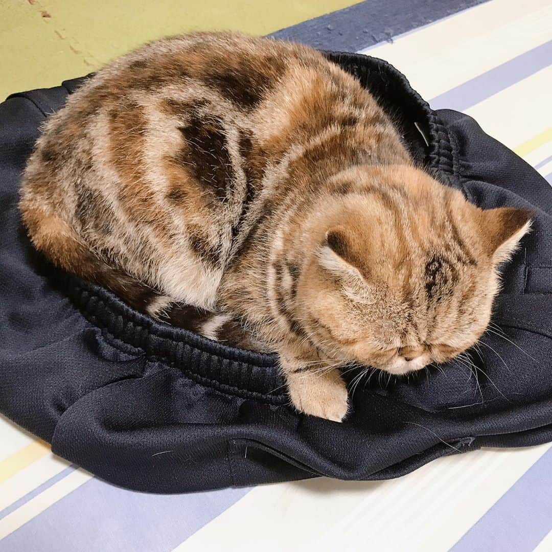 デカキンさんのインスタグラム写真 - (デカキンInstagram)「脱ぎたてのズボンですぐ寝ます。。。 #子猫　#ねこ　#ミニたん  #エキゾチックショートヘア  #デカキン」4月5日 22時02分 - dekakin