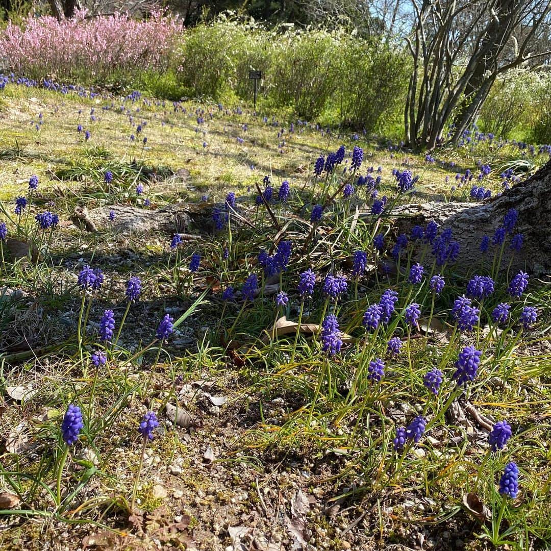 村瀬寛美さんのインスタグラム写真 - (村瀬寛美Instagram)「愛知県緑化センターへ。  ユキヤナギとソメイヨシノの競演がこの時期は見事です。  散歩しながらのお花見🌸  ウグイスも鳴いていたり、春を満喫。  風が強かったけど、 まだまだソメイヨシノは頑張って美しく咲いてくれてます。  明日は名古屋市の小学校、入学式。 コロナウイルス感染が心配な中とはいえ、 大切な門出。  皆さんおめでとうございます！  ーーーーーーーーーーーーーーーーーーーーーーーーーーーー 「子ども話し方教室」﻿ ﻿ 毎月第２、４土曜日開催！﻿ ▪️星ヶ丘コミュニティセンター﻿ ▪️アドバンスクラス13時30分〜﻿ プレクラス 　15時00分〜﻿ 体験、見学も受付中﻿ ﻿ お問い合わせ、お申し込みは﻿ メッセージにお送りください﻿」4月5日 22時03分 - murase.hiromi.5