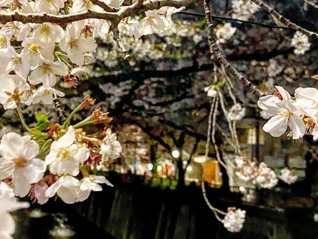 渡辺由布子さんのインスタグラム写真 - (渡辺由布子Instagram)「🌸 ・ 桜流し。  残念ながら今年は 日本の桜を観ることが 叶わなかった 海外在住のお友達に おすそわけ。 どうか届きますように。  #桜納め #お花見 #花見ラン #中目黒 #cherryblossom  #fullbloom  #sakura #running  #jump  #spring #stayhome  #stayhealthy  #staymoving #quarantine  #DiscoverJapan ・ ・ 📍#MeguroRiver #Nakameguro #🇯🇵」4月5日 22時19分 - watanabe_yuko