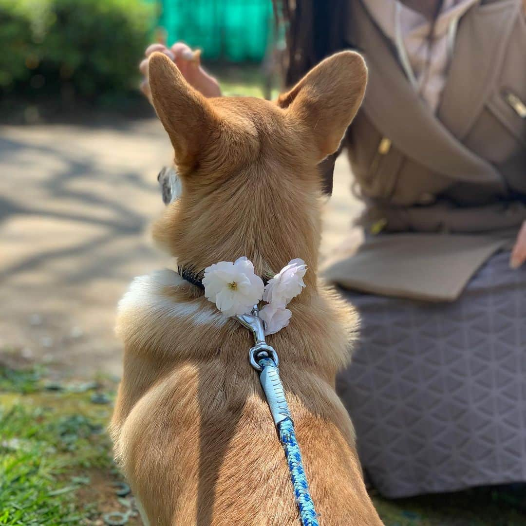 レイチェル・チャンさんのインスタグラム写真 - (レイチェル・チャンInstagram)「My corgi BASHAR with his wings🌸 我が家の子犬にもし羽が生えたらこんな感じかしら？ #corgi #basharthecorgi #cherryblossom #コーギー　#初めてのさくら　#バシャール」4月5日 22時25分 - rachelchanjpn