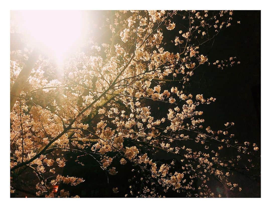 TAKUYAさんのインスタグラム写真 - (TAKUYAInstagram)「ランニング中の夜桜🌸 気温がちょうどいい☺️ #桜#夜桜#花見#写真#春#散歩#ランニング #cherryblossom#photography#japan #Qyoto#bass#takuya」4月5日 22時38分 - takuya_qyoto