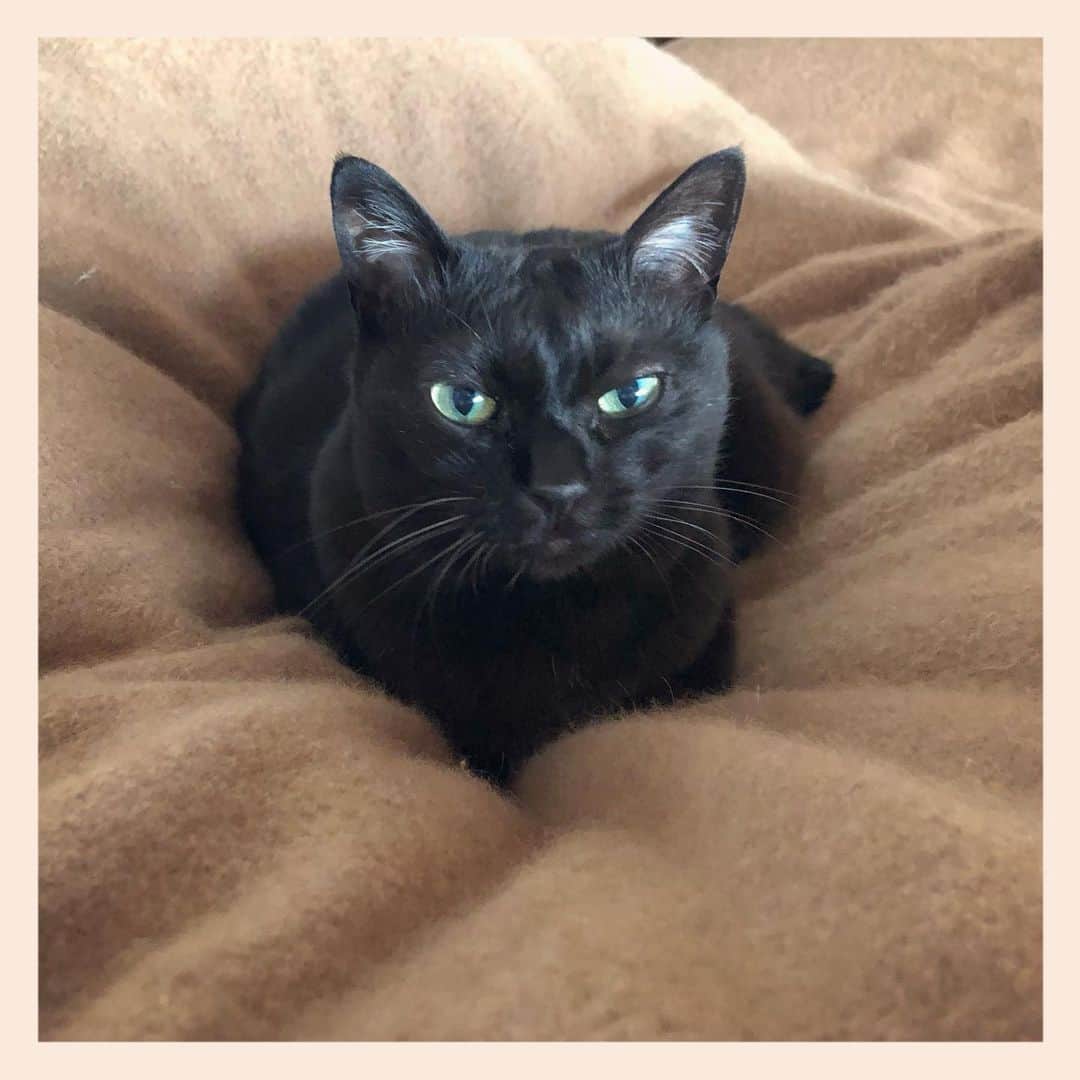 パンといっぴきのインスタグラム：「#元野良猫 #黒猫 #blackcat」
