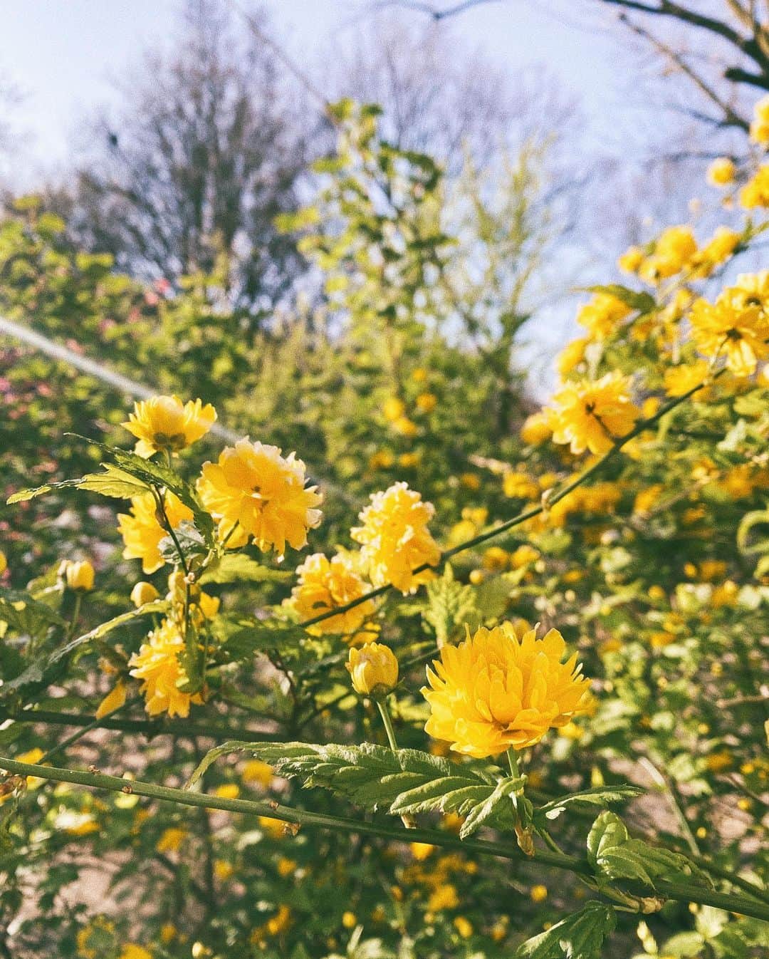 STIL IN BERLINのインスタグラム：「Observing nature doing business as usual is my coping strategy. How are you doing? #springinberlin #berlinspring #visit_berlin #berlinstagram #kreuzberg」
