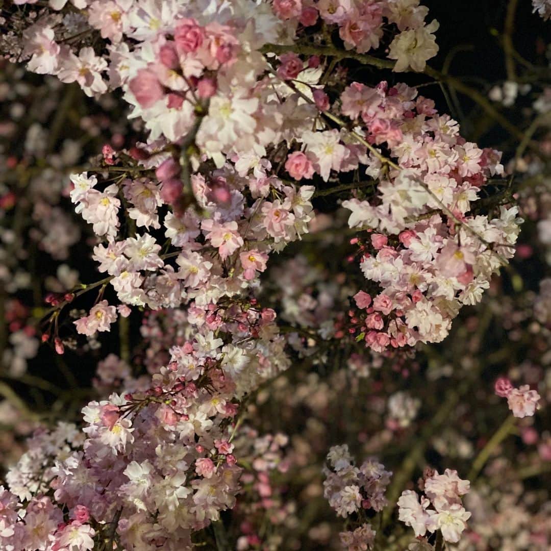 宋美玄さんのインスタグラム写真 - (宋美玄Instagram)「来年、ゆっくりね🌸 #桜2020 #stayhome #もう新緑」4月5日 22時53分 - mihyonsongkobe
