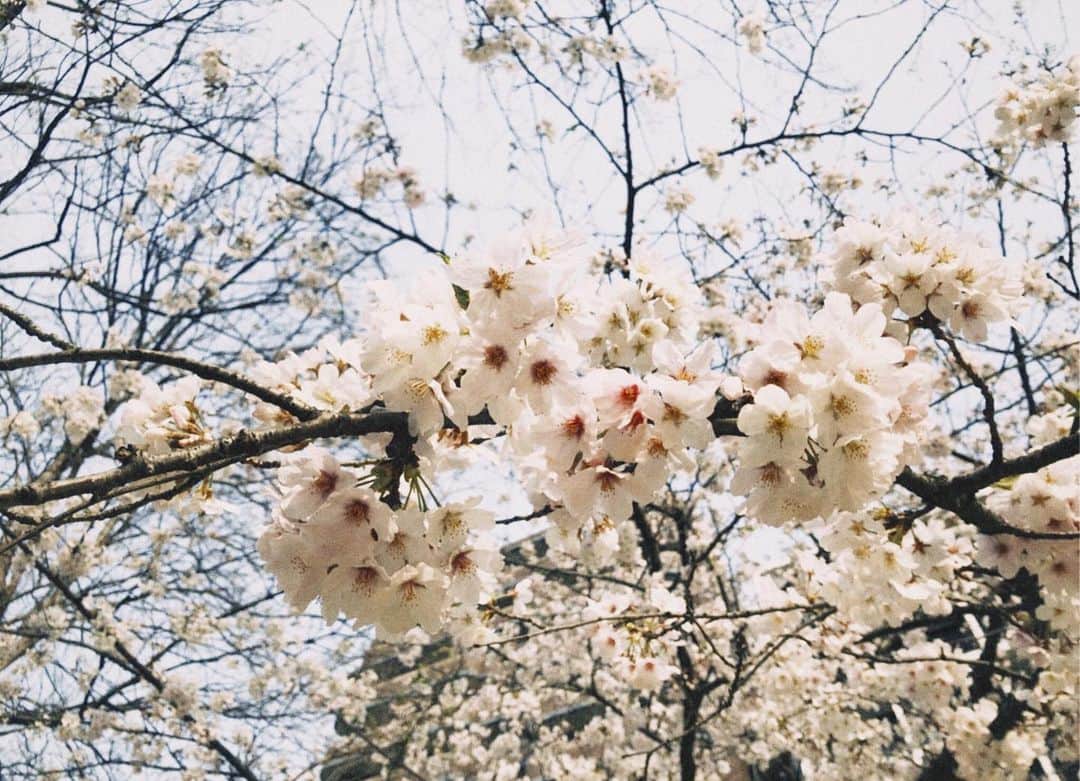 横山紗弓さんのインスタグラム写真 - (横山紗弓Instagram)「ㅤㅤ いつだって、 ありふれた平凡をなくさないことは奇跡だ。 映画三昧の日々です☺︎ これは通勤路の桜🌸」4月5日 23時00分 - 1129sym