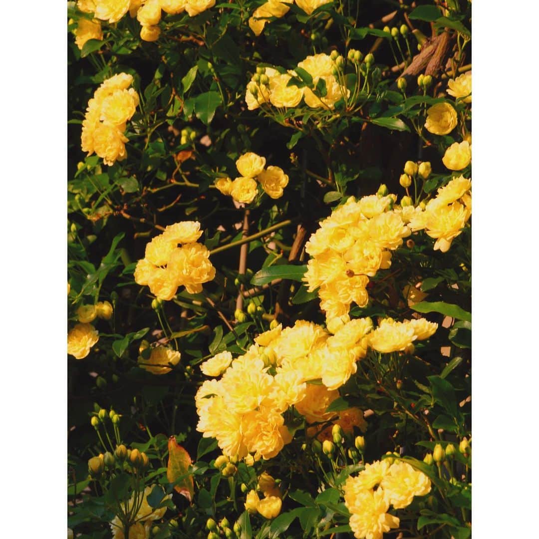 潘めぐみさんのインスタグラム写真 - (潘めぐみInstagram)「「ただいま」 . 愛し戦い続けてきた日曜が . フィナーレを迎えました。 . この黄色に寄せて、感謝を。 . #今日の花」4月5日 23時09分 - han_meg_han