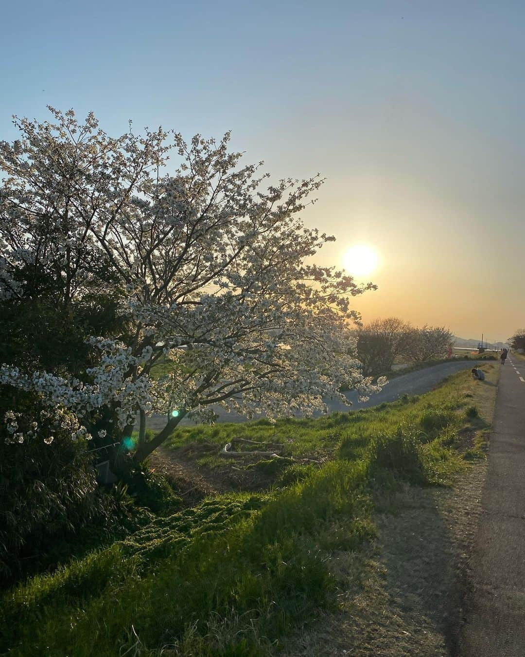 村川翔一さんのインスタグラム写真 - (村川翔一Instagram)「10日前くらい？に行った多摩川と桜の写真。 何枚目が好きですかね？？ #桜 #sakura🌸 樱花 #cherryblossom  #夕陽 #夕阳 #sunset  #川 #多摩川 #狛江 #和泉多摩川 〜 #京王多摩川」4月5日 23時18分 - shoichi.m.official