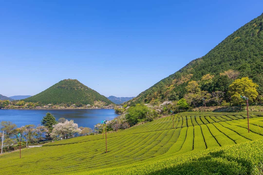 鹿児島よかもん再発見のインスタグラム：「薩摩川内市祁答院町の藺牟田池へ(^-^)/ 人との接触を避けるのと、帰宅時間の関係もあり、数枚撮ってすぐ帰宅。。 来年はもっとゆっくりみたいな(^o^;) #鹿児島 #鹿児島観光 #薩摩川内市 #薩摩川内市観光 #祁答院 #藺牟田池 #茶畑 #新茶 #どんどん鹿児島 #kagoshima #kagoshimaphotograph」