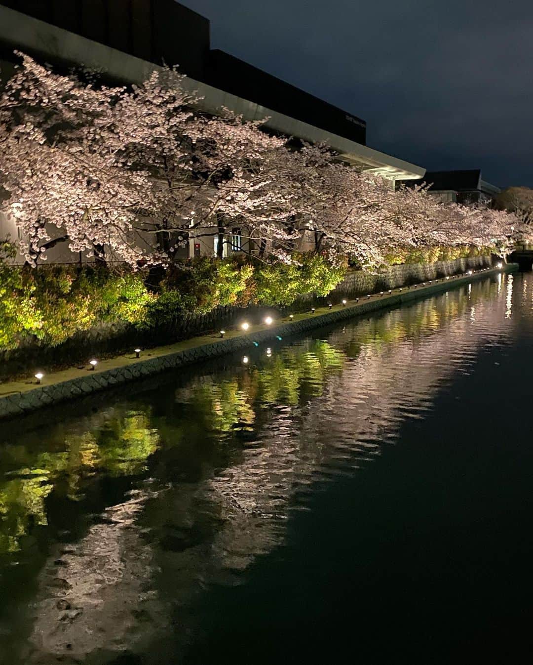 越野矢素子さんのインスタグラム写真 - (越野矢素子Instagram)「今日は実家近くの桜を見ました🌸 みんな頑張りましょう」4月5日 23時30分 - loversyaso