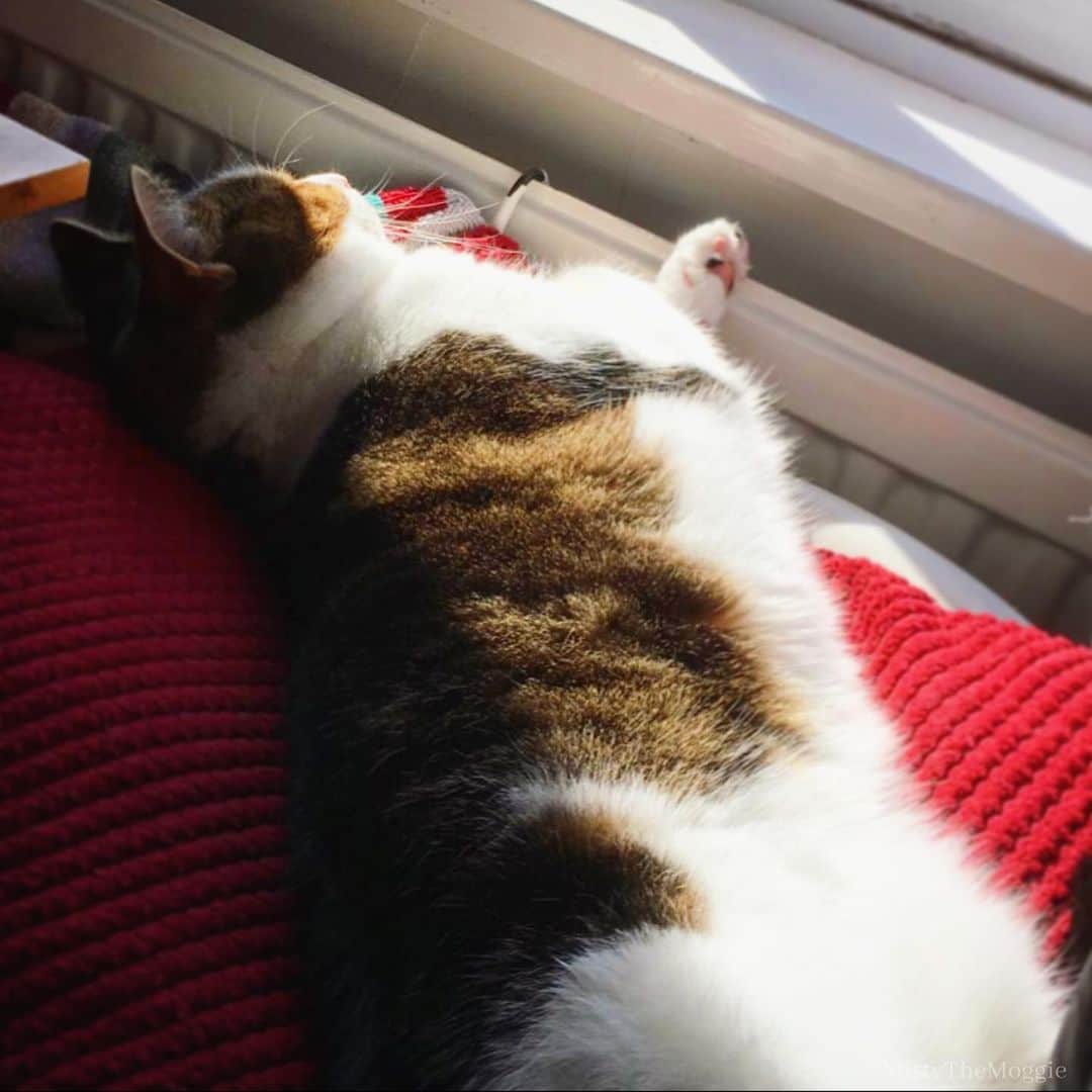 Misty The Moggieのインスタグラム：「Enjoying the sun puddles! How are you making the most of a sunny day in social isolation? 😎」