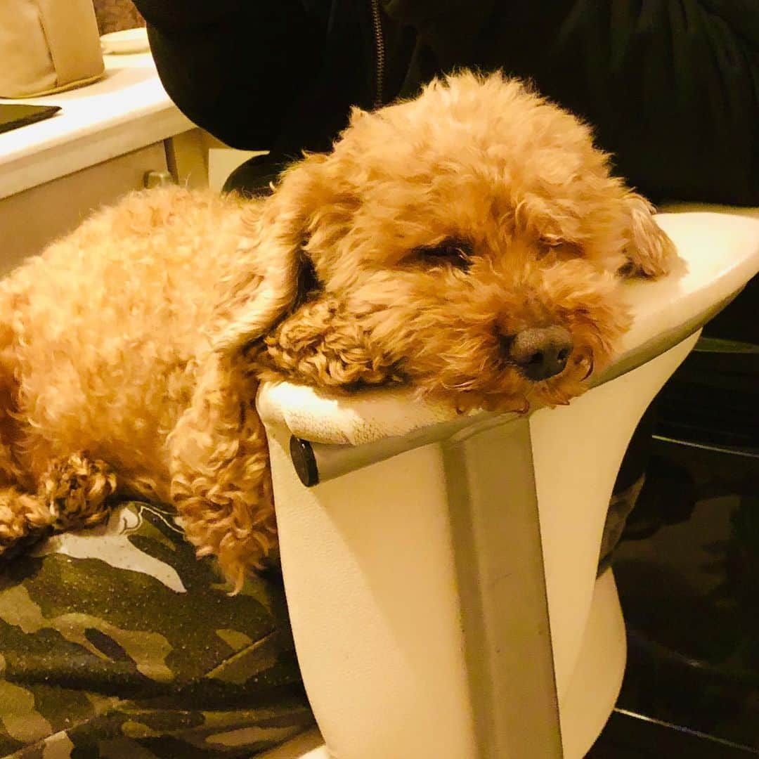 マイケル富岡のインスタグラム：「モコも自粛中… そして そろそろお眠むのようです…キッチンのスツールにあごをのせてうたた寝中 世界一の甘えん坊 癒しをありがとう♡ #日常の幸せ #溺愛 #家族 #息子 #ベイビー #モフモフ #フワフワ #トイプ #マイケル富岡 #俳優 #タレント #ハーフ #愛犬家 #愛犬 #actor #actorslife #shooting #mybaby #mylove #family #love #youaremyeverything #cute #impactdogcratesmarjun #sleepy #inthekitchen #でかめトイプ #dreamingofsomethingdelicious #stayhome #staysafe」