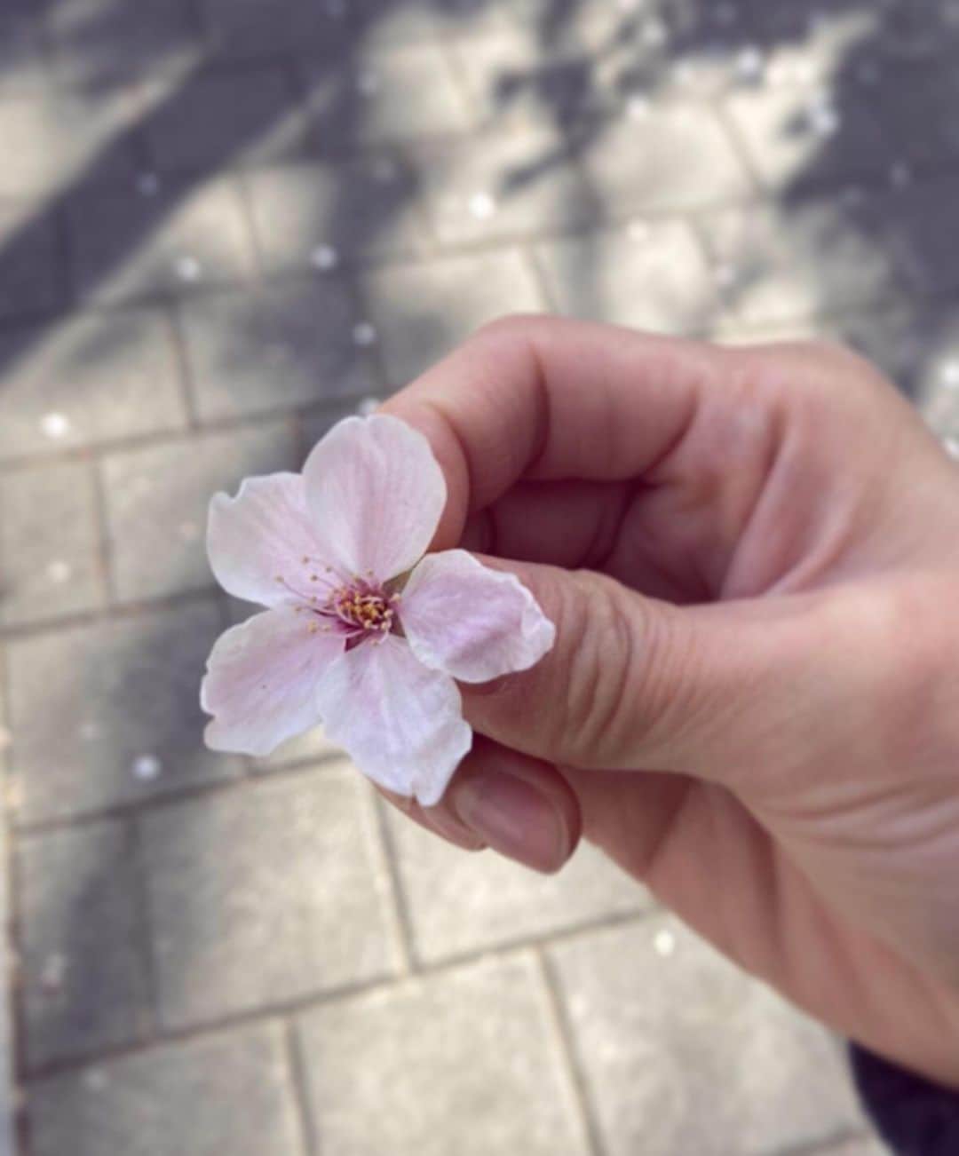 パク・ミンジさんのインスタグラム写真 - (パク・ミンジInstagram)「벚꽃 주웠다-🌸 모두들 잘 계시는지요?ㅎ」4月5日 23時46分 - kannamingoo