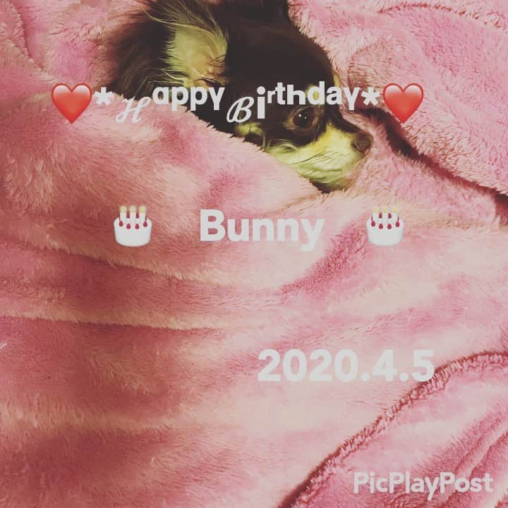 福田朱子のインスタグラム：「❤️*ℋᵅᵖᵖᵞℬⁱʳᵗᑋᵈᵃᵞ*❤️ . . Bunnyの7歳のお誕生日🎂 . 色々落ち着いたら、一緒にお出かけしよう❣️ . みーんなで長生きして楽しいことたくさんしよう❣️ . #mydog #myfamily #birthday #福田さん家のbunnyちゃん #おめでとう #chiwawa #chocolate #チワワ #チョコレートタンホワイト」