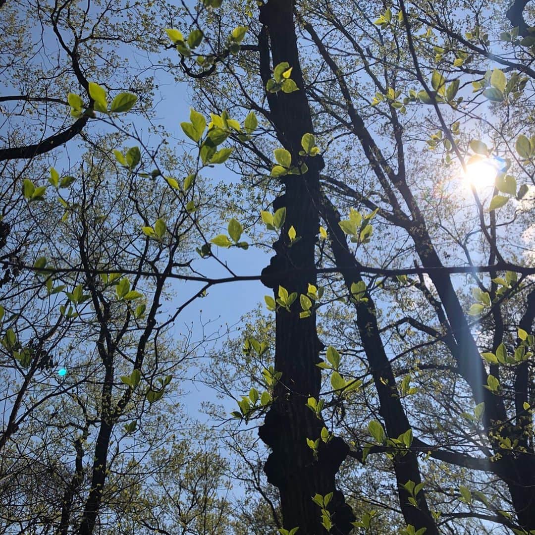 福田友理子さんのインスタグラム写真 - (福田友理子Instagram)「* * 4月4日は二十四節気の一つ、清明でした☘  清浄明潔（しょうじょうめいけつ）の略で、 * 「空気は澄んで、陽の光は明るく万物を照らし、全てがはっきりと鮮やかに見える」頃のこと✨ * 桜はじめ、色々な植物が芽吹き、咲く季節🌸🌿 * コロナウイルスの感染拡大で外出できず、外の変化に気づきにくい今日この頃ですが、 * 人混みを避け、マスクにメガネで注意しながら家族と少しだけ誰もいない公園を歩いてみました🚶‍♀️ * （ジムも閉まり、運動不足問題も深刻ですね💦） * 桜が散り始め、新しい新芽がチラホラ芽吹き出し、キラキラすごく綺麗でした🌱✨ * 私たちの生活も、１日も早く、 清浄明潔（しょうじょうめいけつ）「空気は澄んで、陽の光は明るく万物を照らし、全てがはっきりと鮮やかに見える」 ようになって欲しいです🌱☘️🌿🌈 * * #清明 #清浄明潔 #二十四節気 #散歩 #コロナに負けるな」4月6日 0時00分 - yuriko.fu