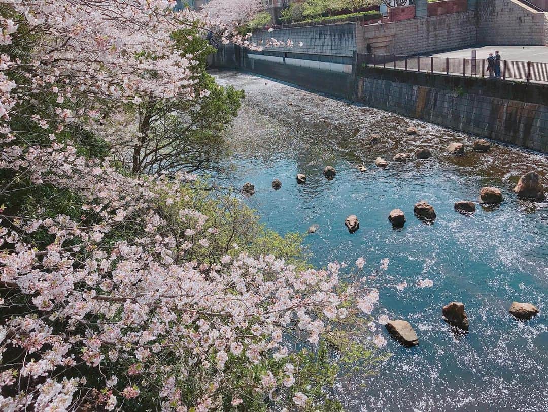 鷹鳥屋明のインスタグラム：「أصدقائي العرب ، نهر ساكورا لكم جميعا.🌸🏞 #stayhome and watch sakura from window」