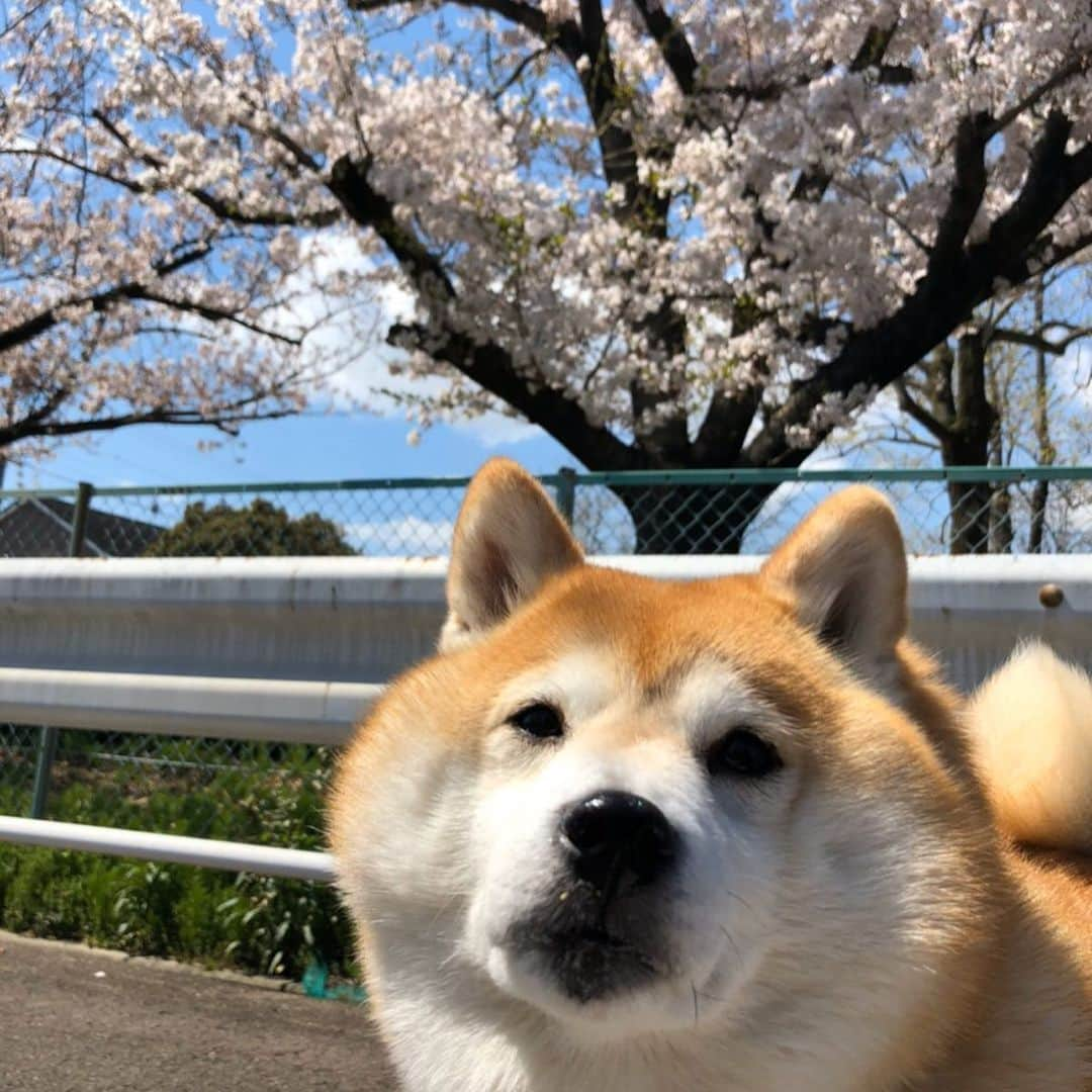 いなりさんのインスタグラム写真 - (いなりInstagram)「自宅前の公園でお花見風の写真。 キャメラマン：おとーさん。 『もっと可愛く撮ってよね〜！ ヘッタクソ！！』 ✩.*˚ 朝、旦那から送られてきた写真。 誰？！この犬は誰？！ ✩.*˚ #鼻水とヨダレを添えて #2020年の花見 #桜といなちゃん #犬臭いいなちゃん  #柴 #しば #しばいぬ #日本犬 #いぬバカ部 #柴犬ライフ #サンデイ #犬 #pecoいぬ部 #shiba #shibainu  #shibadog  #shibarbucks #shibastagram #japanesedog #shibainulife」4月6日 0時05分 - shibainuinari