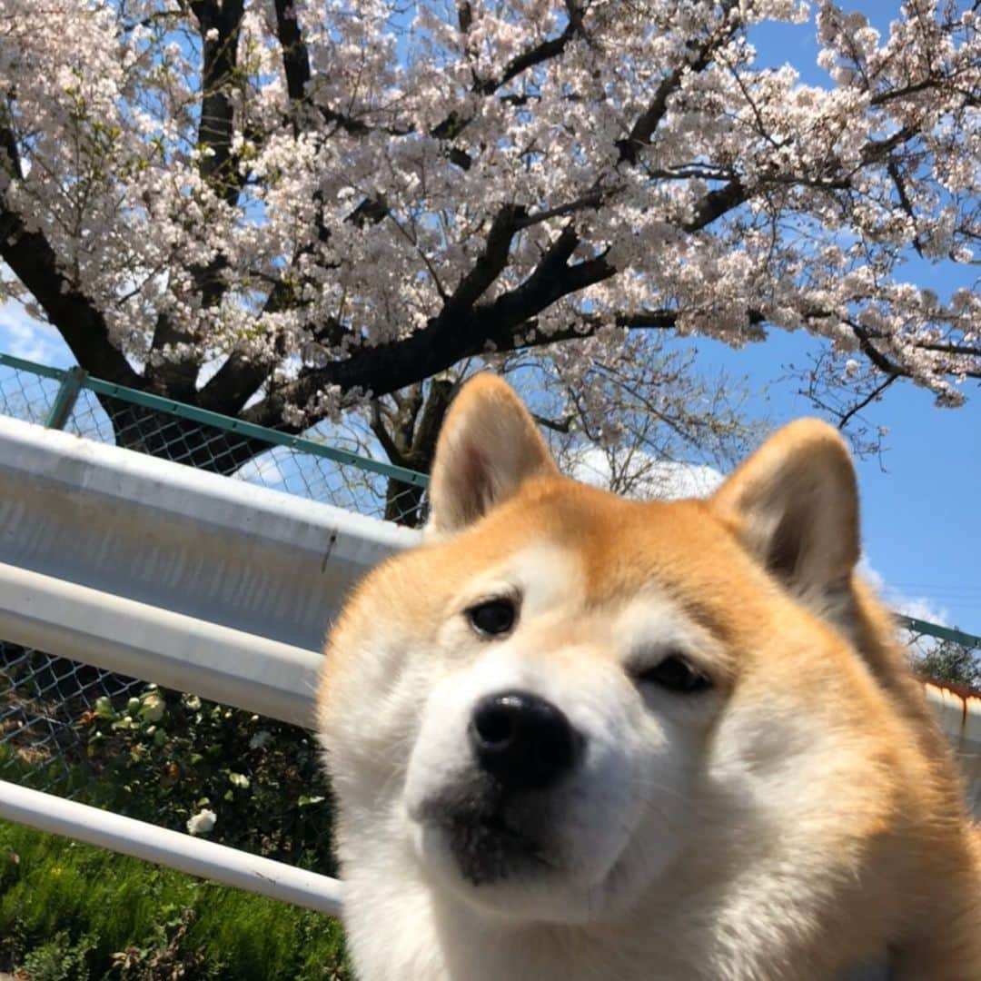 いなりさんのインスタグラム写真 - (いなりInstagram)「自宅前の公園でお花見風の写真。 キャメラマン：おとーさん。 『もっと可愛く撮ってよね〜！ ヘッタクソ！！』 ✩.*˚ 朝、旦那から送られてきた写真。 誰？！この犬は誰？！ ✩.*˚ #鼻水とヨダレを添えて #2020年の花見 #桜といなちゃん #犬臭いいなちゃん  #柴 #しば #しばいぬ #日本犬 #いぬバカ部 #柴犬ライフ #サンデイ #犬 #pecoいぬ部 #shiba #shibainu  #shibadog  #shibarbucks #shibastagram #japanesedog #shibainulife」4月6日 0時05分 - shibainuinari