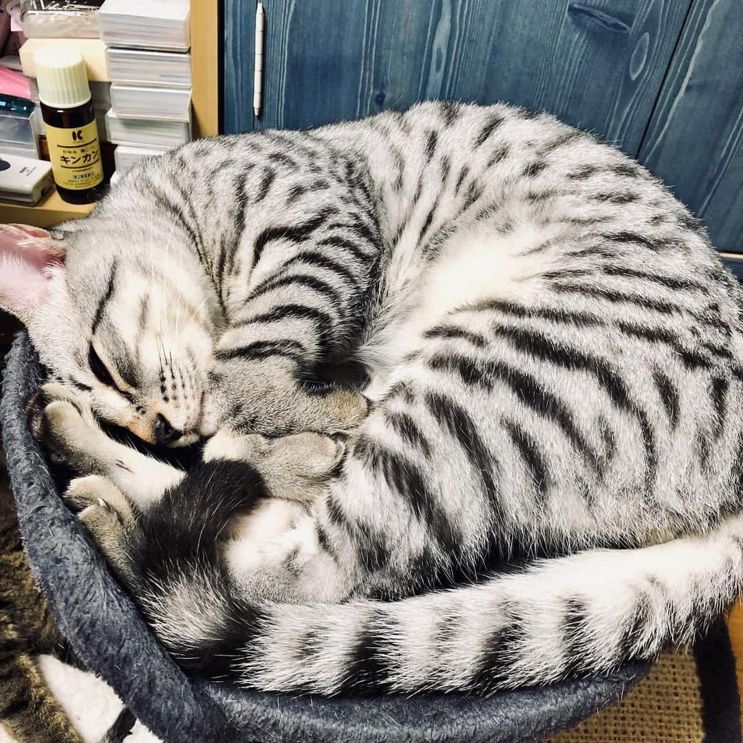 レモンライムさんのインスタグラム写真 - (レモンライムInstagram)「おうち時間🏠﻿ 今日もゆっくり寝るんだにゃ〜😽﻿ ﻿ #lemon_lime🍋🥒﻿ #猫 #cat #ねこのおうち #ねこぶ #ねこのきもち ﻿ #animal #cutepetclub #beautiful #cats_of_world #ねこと暮らす #ねこ部 #ねこ好き #みんねこ #ねこのいる暮らし  #ねこちゃん #ねこlove #ねこ様 #ねこずき ﻿ #にゃんすたぐらむ﻿ #고양이산책 ﻿ #ねこ﻿ #ねこいる ﻿ #catlovers #catstagram #catlife ﻿ #ねこラブ」4月6日 0時28分 - lemon.lime0327