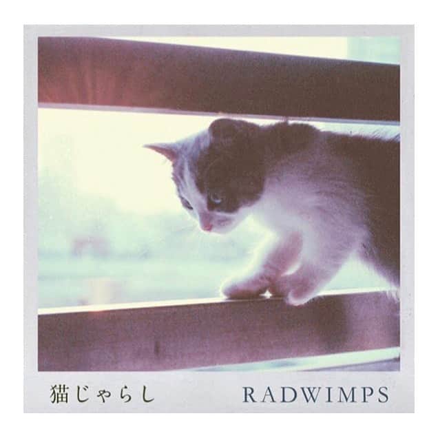島田大介のインスタグラム：「RADWIMPS  猫じゃらし  #daisukeshimadaphotograph」