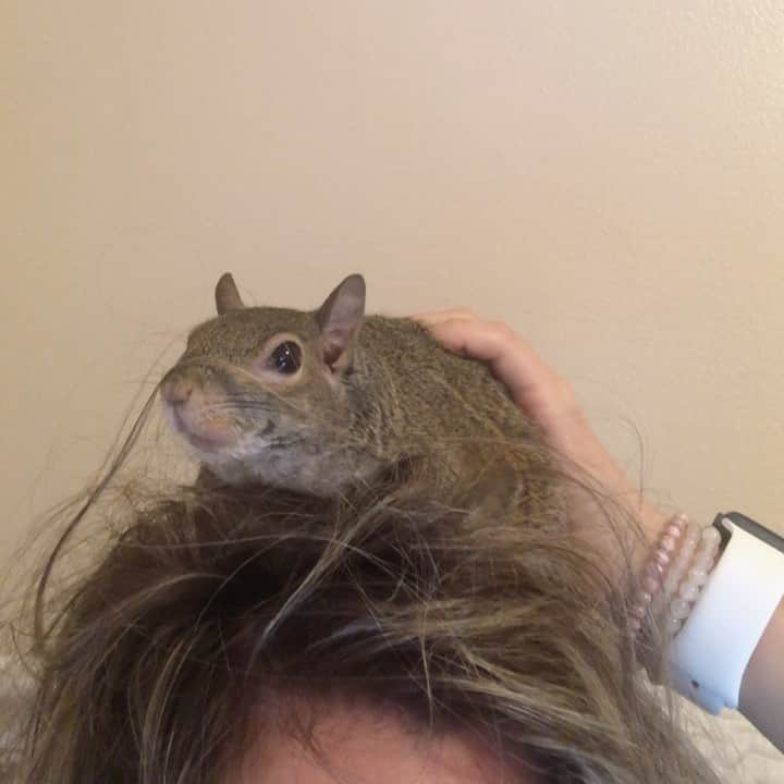 のインスタグラム：「Hair by Jill. ⁣ Because these are desperate times.⁣ ⁣ To all the hair stylists, colorists, and hair magicians: know that you are missed.⁣ ⁣ ⁣ ⁣ ⁣ #petsquirrel #squirrel #squirrels #squirrellove #squirrellife #squirrelsofig #squirrelsofinstagram #easterngreysquirrel #easterngraysquirrel #ilovesquirrels #petsofinstagram #jillthesquirrel #thisgirlisasquirrel #hairbyJill」