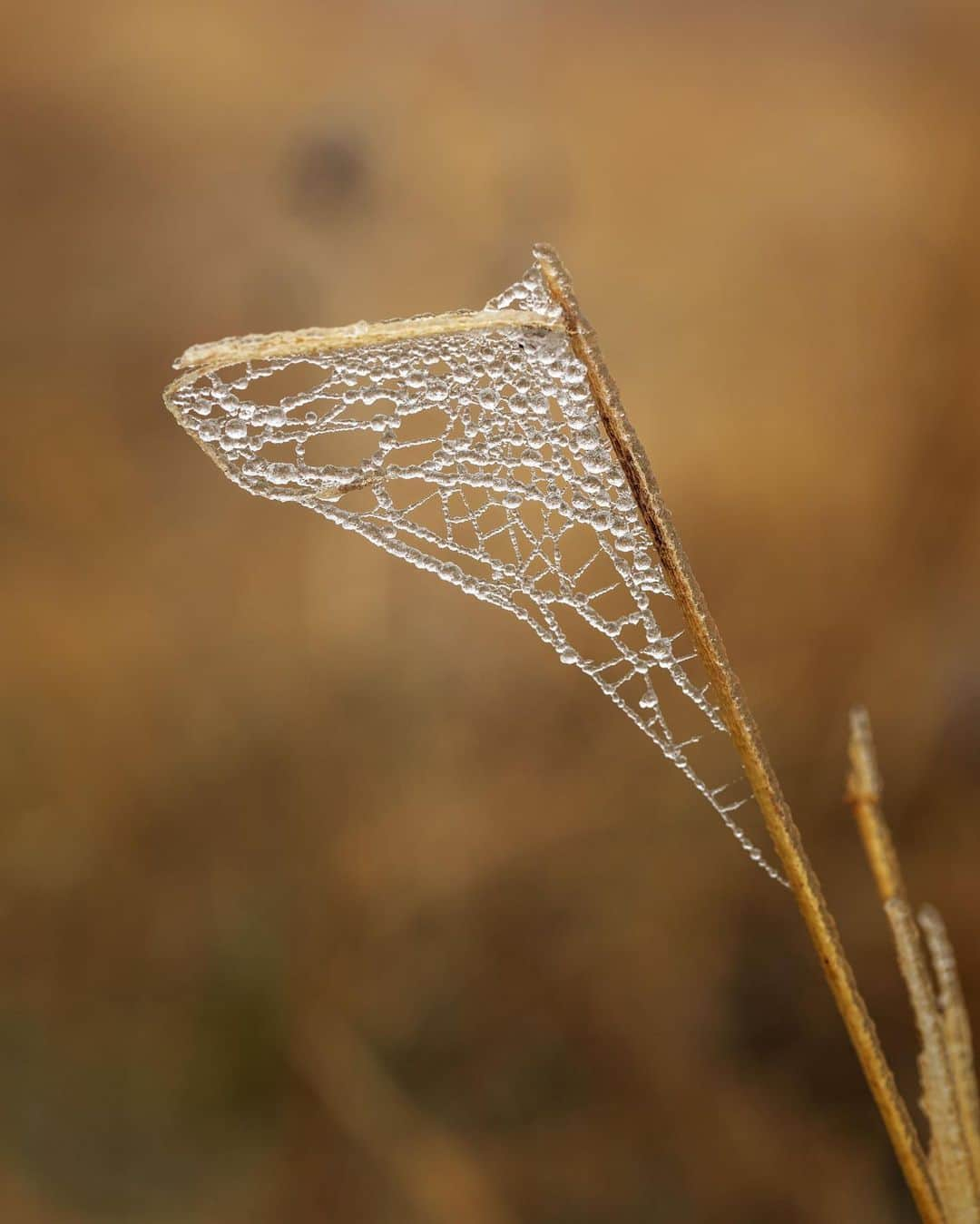 アンジー・ペインさんのインスタグラム写真 - (アンジー・ペインInstagram)「Found some beauty in the chaos and some chaos in the beauty. • • • #macro #macrophotography」4月6日 0時36分 - angelajpayne