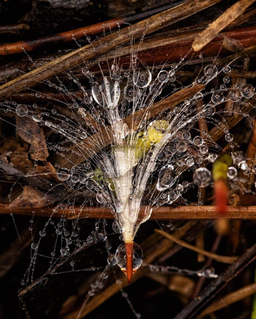 アンジー・ペインさんのインスタグラム写真 - (アンジー・ペインInstagram)「Found some beauty in the chaos and some chaos in the beauty. • • • #macro #macrophotography」4月6日 0時36分 - angelajpayne