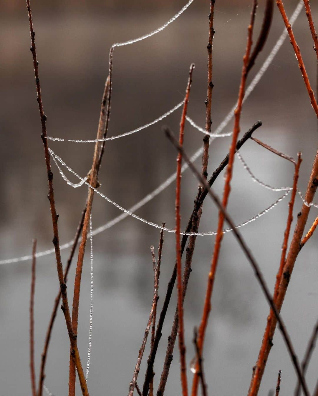 アンジー・ペインさんのインスタグラム写真 - (アンジー・ペインInstagram)「Found some beauty in the chaos and some chaos in the beauty. • • • #macro #macrophotography」4月6日 0時36分 - angelajpayne