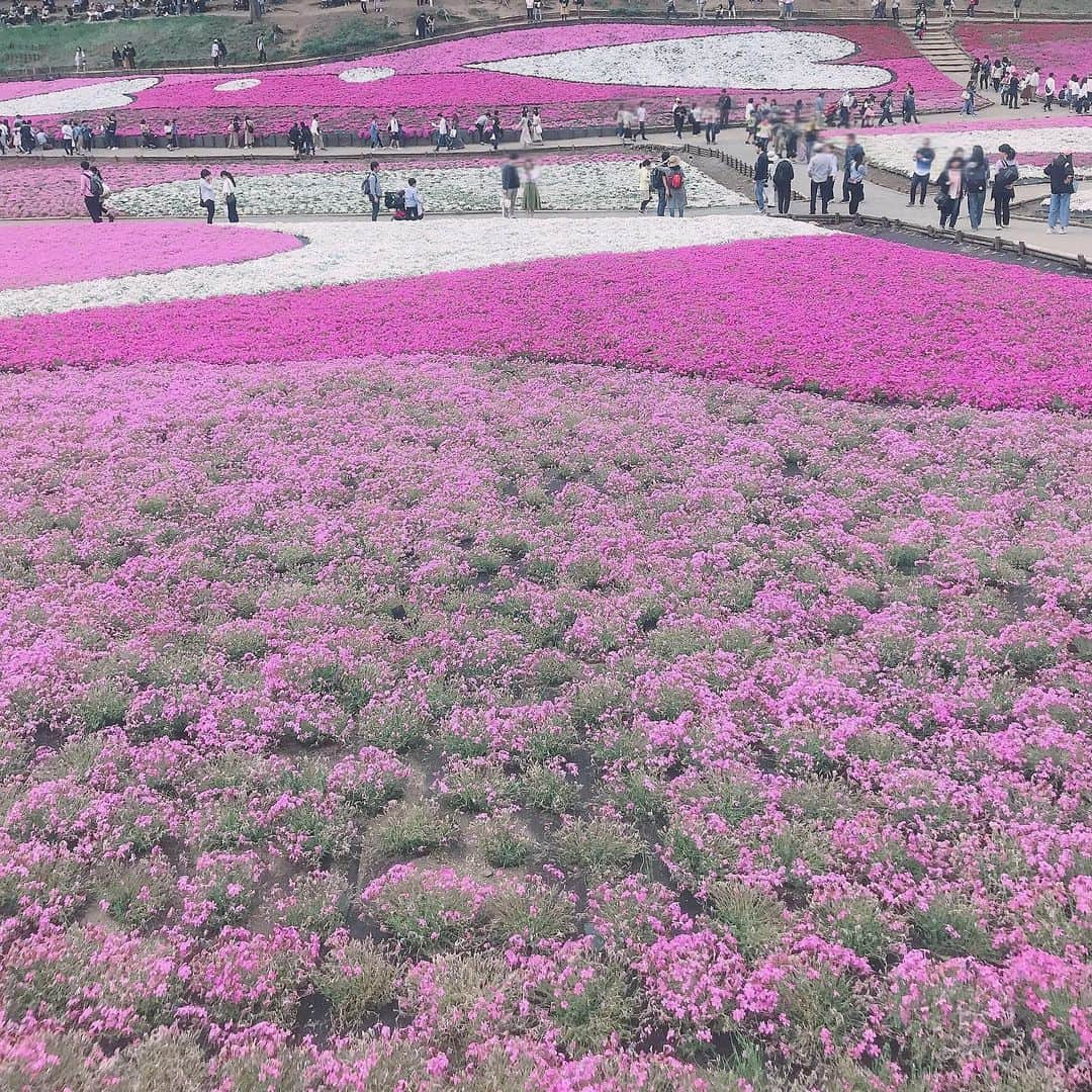 桃さんのインスタグラム写真 - (桃Instagram)「去年の芝桜🌸﻿ 今年はお花見出来なかったな😢  #秩父 #芝桜 #芝桜の丘 #過去pic」4月6日 0時54分 - momo.1121_