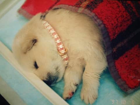 守永真彩さんのインスタグラム写真 - (守永真彩Instagram)「. . 私が初めて飼った犬は 「フェアリー」と名付けた真っ白な男の子。 . . 私が小学一年生の時運命の出会いがあり まだ生まれて数週間の赤ちゃんを、保健所から引き取りました。 . 誕生日もわからない。 親もわからない。 つまり犬種もわからない。 でもそんな事どうでもよくて 私にとっては世界で一番可愛いワンちゃんでした。 . . 彼がうちに来て幸せだったかは、わかりません。 途中から家の事情で離れ離れになってしまい、彼にとって辛い経験をさせてしまって、、、。もしかしたら恨まれてるかもしれないです。  私は彼と過ごした数年間を振り返って、今謝りたい事が沢山あります。 でも、どんな時でも心の友達でいてくれた彼に、すごく感謝しています。 . . なんか寝る前にフェアリーのこと思い出して、なぜかインスタに載せてますが。 . . ペットを買うのは簡単だけど、「飼う」のはすごく覚悟がいること。 . 今うちにいるオハナが「この家に来てよかった」って思ってもらえるように、いつか来るお別れのその日まで、一緒に思い出を作っていきたいなって思います。 . . ふと思い出したただの呟きですが フェアリー、我が家に来てくれてありがとう。 . オハナ、ありがとう😌 . #犬を飼う #命を背負うということ」4月6日 0時52分 - maayamorinaga