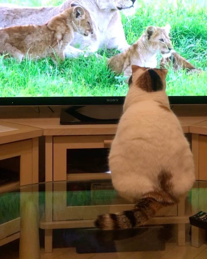 ありす & まりあのインスタグラム：「Watching TV 🎥 今日のダーウィンはライオンか〜」