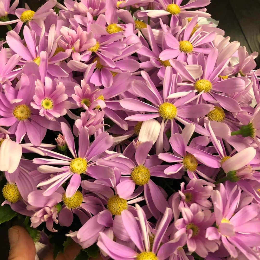 いとうせいこうのインスタグラム：「下町の花屋でこの鉢がなんと200円だった。当然ゲット！　すぐ植え替え。」