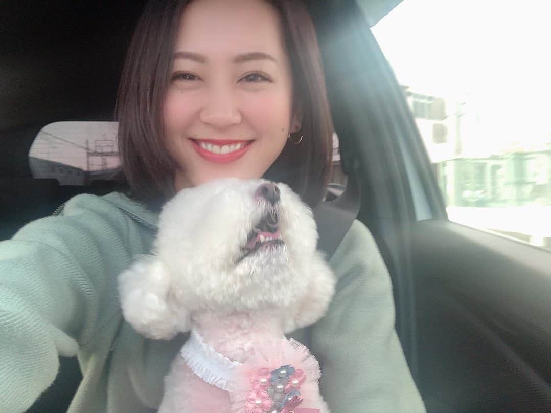 相沢奈緒さんのインスタグラム写真 - (相沢奈緒Instagram)「. ご機嫌なダイフクさん🌸 トリミング終わって桜の可愛いチョーカーしてもらったよ♥ よく頑張ったねぇ〜💯💮 . #愛犬 #ふわもこ部 #トイプー #白プー #トイプードル #我が家のアイドル」4月6日 11時44分 - ___aizawanao