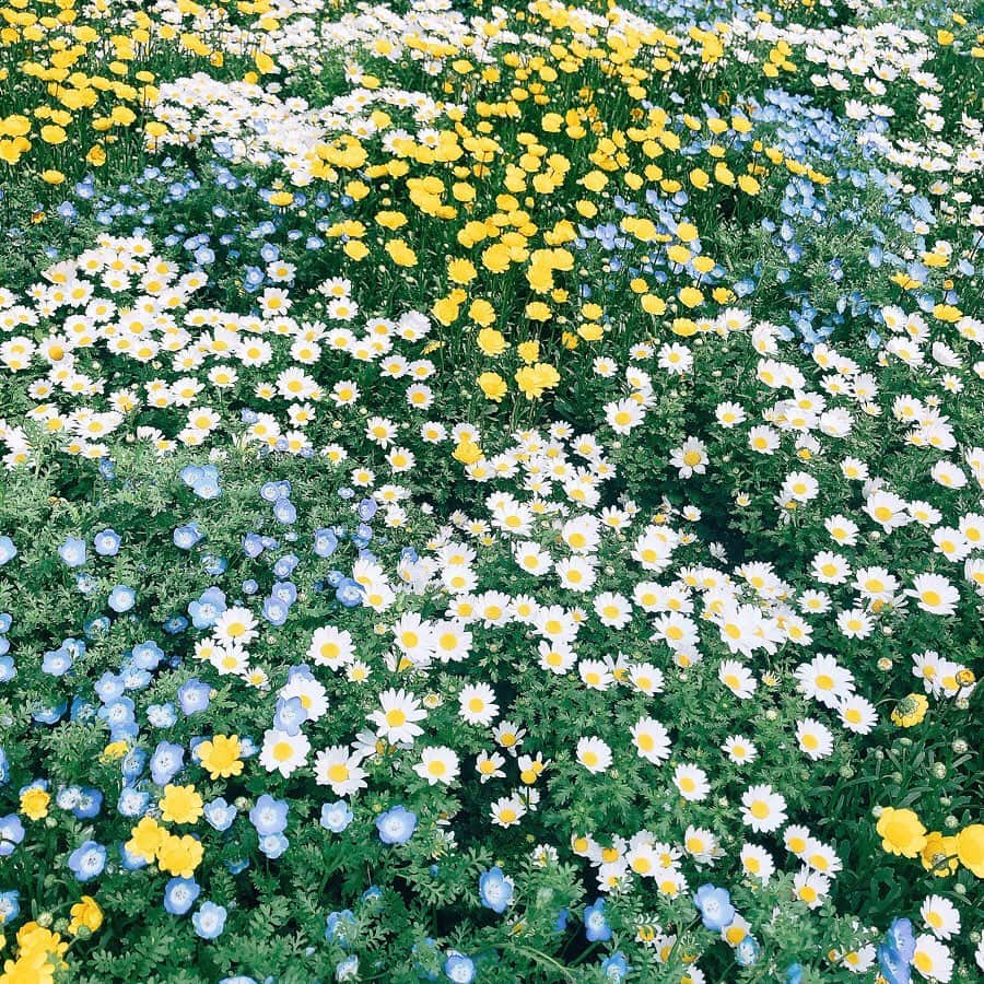 平野ノラさんのインスタグラム写真 - (平野ノラInstagram)「🌼🌼🌼 #仕事への途中お花畑 #植物の力と美しさ  #今日も気をつけながら #がんばるんば #平野ノラ」4月6日 11時46分 - noranoranora1988