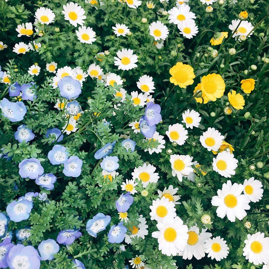 平野ノラさんのインスタグラム写真 - (平野ノラInstagram)「🌼🌼🌼 #仕事への途中お花畑 #植物の力と美しさ  #今日も気をつけながら #がんばるんば #平野ノラ」4月6日 11時46分 - noranoranora1988