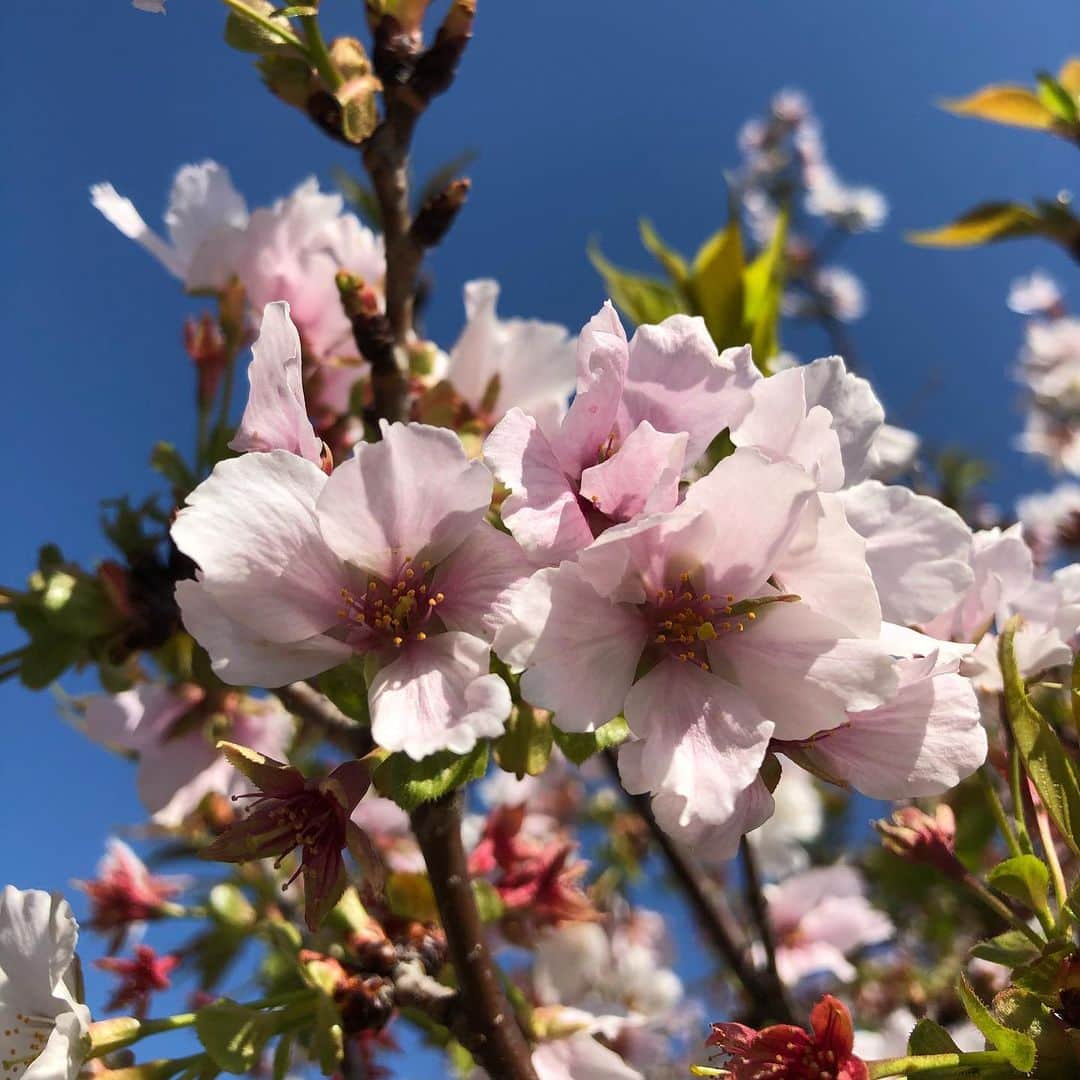 藤田朋子さんのインスタグラム写真 - (藤田朋子Instagram)「桜🌸 まだ咲いてますね。 今日は あったかい🌸 擬似花見🌸  #コロナに負けるな  #人混み避けて #ひとりでさんぽ #マスクをつけて #すれ違う時気をつけて #たまには外の空気も吸おう #今日は散歩日和 #あったかいと心が和みます #和むのは警戒を緩めた訳では無い #stayhome #stayathome  #spring  #takecareofyourself  #smile」4月6日 12時03分 - chiendormant